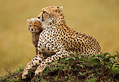 CHE 04 RW0005 01
Mother And Cub Cheetah Kenya