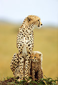 CHE 04 RW0006 01
Mother And Cub Cheetah Sitting On Dirt Mound Kenya