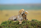 CHE 04 RW0008 01
Cheetah Mother And Cub Relaxing On Grass On Mound Kenya