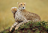 CHE 04 RW0009 01
Cheetah Mother And Cub Laying On Grass On Mound Kenya