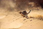 CHE 04 SM0030 01
Cheetah Running Across Sand South Africa