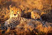 CHE 04 TL0001 01
Cheetah Mother And Cub Relaxing On Dry Grass Africa