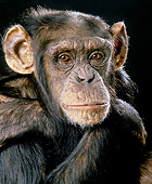CHI 01 JE0001 01
Head Shot Of Chimpanzee In Black Studio