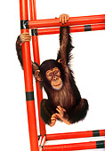 CHI 01 RK0022 08
Baby Chimpanzee Hanging From Red Bars
