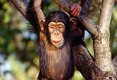 CHI 01 RK0035 03
Baby Chimpanzee Hanging From Tree Branch