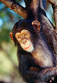 CHI 01 RK0035 05
Baby Chimpanzee Hanging From Tree Branch