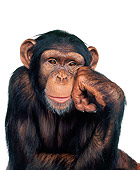 CHI 01 RK0042 01
Chimpanzee With One Hand On Side Of Face Facing Camera White Seamless
