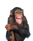 CHI 01 RK0066 03
Humorous Shot Of Chimpanzee Mouth Open White Seamless