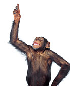 CHI 01 RK0085 02
Chimpanzee Pointing With Finger On White Seamless
