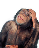 CHI 01 RK0095 09
Chimpanzee With Hand On Head On White Seamless