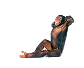 CHI 01 RK0098 14
Chimpanzee Leaning On White Seamless