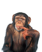 CHI 01 RK0099 13
Half Body Shot Of Chimpanzee Pointing At Head White Seamless