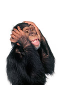 CHI 01 RK0106 16
Chimpanzee With Hands On Side Of Face On White Seamless