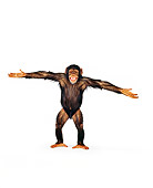 CHI 01 RK0121 04
Chimpanzee Eddie Standing On White Seamless With Arms Out