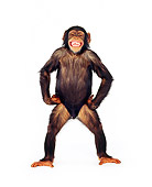 CHI 01 RK0123 01
Chimpanzee Eddie Standing Posing On White Seamless
