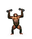CHI 01 RK0140 02
Chimpanzee Riley Lifting Weights On White Seamless