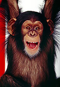 CHI 01 RK0020 04
Shoulder Shot Of Chimpanzee Hanging Facing Camera