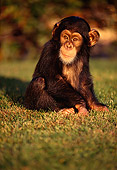 CHI 01 RK0030 01
Baby Chimpanzee Sitting On Grass