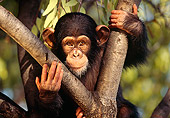 CHI 01 RK0038 05
Baby Chimpanzee Sitting In Fork Of Tree