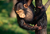 CHI 01 RK0039 05
Bernie Baby Chimpanzee In Tree Hanging From Branch Looking Down