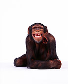 CHI 01 RK0062 05
Chimpanzee Sitting On White Seamless