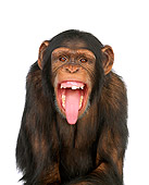 CHI 01 RK0066 05
Humorous Shot Of Chimpanzee Mouth Open White Seamless