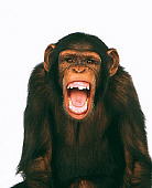 CHI 01 RK0066 06
Humorous Shot Of Chimpanzee Mouth Open White Seamless