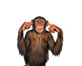 CHI 01 RK0082 07
Chimpanzee With Fingers In Ear On White Seamless