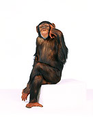 CHI 01 RK0088 03
Full Body Shot Of Chimpanzee Sitting On White Seamless Background
