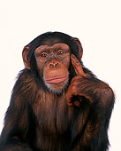 CHI 01 RK0099 10
Half Body Shot Of Chimpanzee Pointing At Head White Seamless