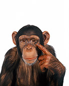 CHI 01 RK0099 11
Half Body Shot Of Chimpanzee Pointing At Head White Seamless