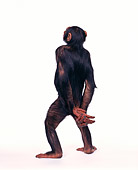 CHI 01 RK0107 01
Full Body Rear Shot Of Chimpanzee Hands Behind Back On White Seamless