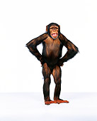 CHI 01 RK0109 04
Full Body Shot Of Chimpanzee Standing With Hands On Hips White Seamless