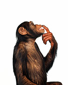 CHI 01 RK0112 05
Half Body Profile Shot Of Chimpanzee With Finger On Face White Seamless