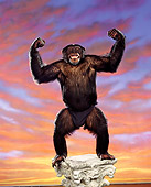 CHI 01 RK0124 01
Chimpanzee Reily Standing On Pedestal Flexing Sunset