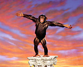 CHI 01 RK0125 05
Chimpanzee Eddie Standing On Pedestal Arms Up Sunset