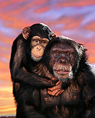 CHI 01 RK0126 04
Head Shot Of Chimpanzee Riley And Eddie Facing Camera Sunset