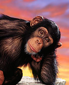 CHI 01 RK0129 01
Head Shot Of Chimpanzee Eddie Posing Facing Camera Sunset