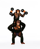 CHI 01 RK0139 01
Chimpanzee Eddie Sitting On Reilys Shoulders Holding Weights On White Seamless