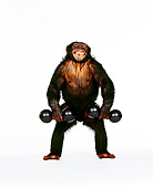 CHI 01 RK0141 03
Chimpanzee Riley Holding Weights In Hand On White Seamless