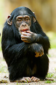 CHI 02 AC0006 01
Portrait Of Young Chimpanzee Eating