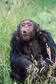 CHI 02 GL0001 01
Portrait Of Chimpanzee Sitting In Grass