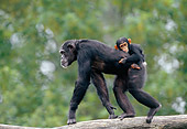 CHI 02 GL0002 01
Chimpanzee Mother Carrying Baby On Back