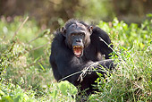 CHI 02 JZ0002 01
Chimpanzee Sitting Among Low Foliage Vocalizing Kenya