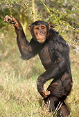 CHI 02 JZ0003 01
Chimpanzee Standing In Grass Kenya