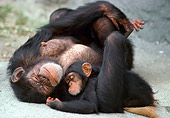 CHI 02 MC0001 01
Chimpanzee Mother And Baby Sleeping On Jungle Floor Central Africa