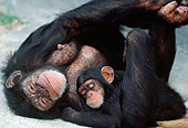 CHI 02 MC0002 01
Chimpanzee Mother And Baby Sleeping On Jungle Floor Central Africa
