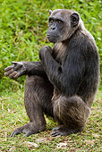 CHI 02 MC0005 01
Chimpanzee Sitting On Grass Kenya