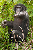 CHI 02 MC0006 01
Chimpanzee Sitting On Grass Showing Hand Communications Kenya