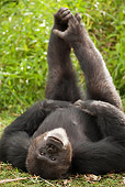 CHI 02 MC0007 01
Chimpanzee Laying On Back On Grass Kenya